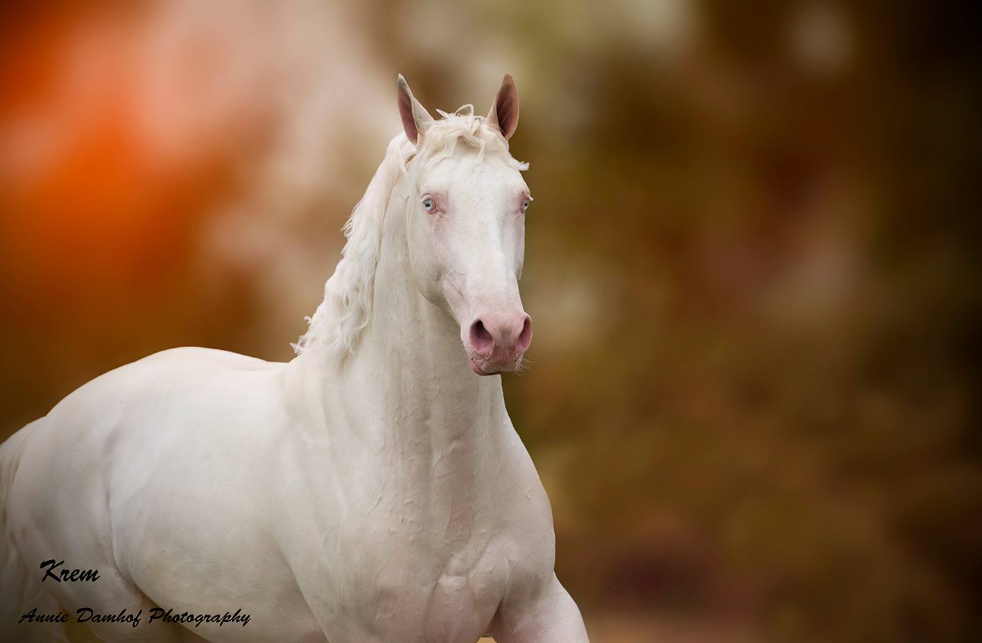 Cremello Stallion Krem - Hungarian Sport Horse